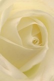 Nestled in this image is the gentle heart of a cream-white rose, its spiralling petals inviting you to experience their exquisite softness as if you stood among North Finchley's gardens at dawn. The nearly weightless petals, each touched with morning light, create a serene aura-gentle shadows meander through the ivory folds, giving the rose a quiet, dramatic depth. The atmosphere feels peaceful and hopeful, evoking the calm of a new day along Finchley's winding roads or a thoughtful bouquet sent for a fresh start. This bloom, chosen often for its pure symbolism and subtle strength, speaks of reverence, admiration, and quiet resilience. The scent is imagined-a faint, sweet trace that lingers and fills a space with serenity. Every detail reflects the artistry and compassion of North Finchley's florists, their local expertise shining through in each arrangement designed to mark life's special moments, whether as an offering of sympathy or as the centrepiece of new beginnings.